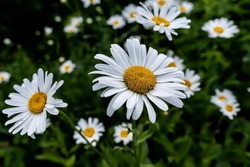 Wild daisy flowers growing on meadow, white chamomiles on green grass background. Oxeye daisy, Leucanthemum vulgare, Daisies, Dox-eye, Common daisy, Dog daisy, Gardening concept.
