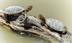 Western Pond Turtles sun bathing on log over a pond. Sunol Regional Park, Alameda County, California, USA.