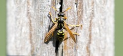 Paper Wasp closeup. Santa Clara County, California, USA.