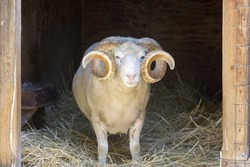 Sheep Ram Peeking Through Animal Pen Entrance in Northern America.