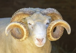 Adult Sheep Ram Headshot. Animal Pen in North America.