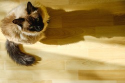 Cute Balinese cat sitting comfortable in the afternoon sunlight that leaks into the living room. Feline sunbathing indoors with copy space