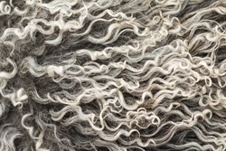 Soft and fluffy sheepskin - wool. Closeup background