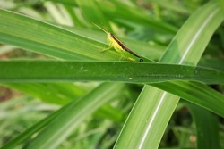 Small green grasshopper, crawling on green leaf grass in the wild, looks very unique and beautiful on a blurred background.
