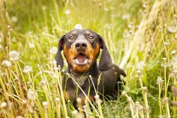 portrait of a dachshund in a field of dandelions. dog barking.