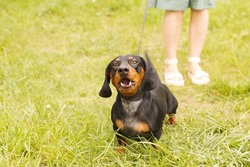 woman walks with the dog on a leash in the park . dachshund are barking near a woman's feet.