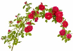 A long branch of a rosehip bush in the form of a rim and a semicircle with red flower buds isolated on a white background.