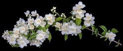 Jasmine branch with blooming white flowers isolated on a black background.