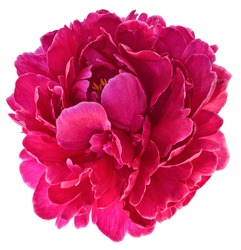 Bud of peony flower bright red or purple in artificial light, isolated on white background