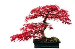 Red-leafed bonsai tree isolated on a white background.