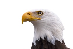 American Bald Eagle  - Haliaeetus leucocephalus isolated on a white background