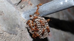 Wasps move here and there in the wasp's nest. The yellow-lined paper wasp (Ropalidia marginata) with dim backround