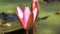 Freshly blossomed lotus flower. On blurred backgrounds