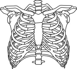 human Ribcage Skeleton on white background. breast bone