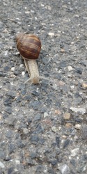 Small garden snail in shell crawling on wet road, slug hurry home. Natural animal snail in shell slug crawling in big wild nature. snail on the road. The snail moves slowly on the asphalt, animals.