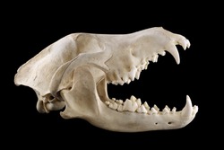Animal wolf skull with big fangs in opened mouth isolated on a black background