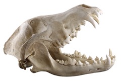 Skull of grey wolf  isolated on a white background.  Opened mouth. Focus on full depth. 