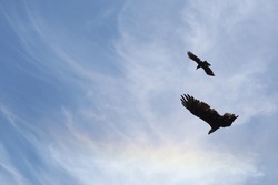 A Bald Eagle being chased by a Crow in the Sky with a Rainbow Cloud in the Background in Silhouette