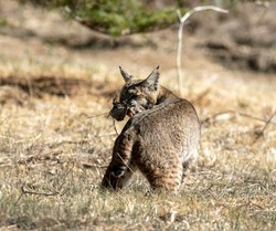 A Bobcat in the Dry California Hills Hunting for Food and Stealthily Walking Through the Grass and Catching a Ground Mole Still Holding it in its Mouth Looking at the Camera