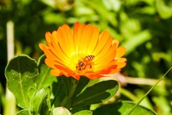 Calendula Daisy family Asteraceae that are often known as Marigolds being Pollinated by a Bee