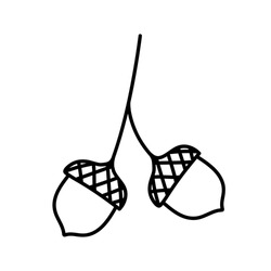 Isolated doodle acorn. Outline vector illustration of autumn acorn clip art
