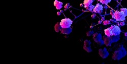 Blossoming tree branch. Japanese spring. Floral background. Purple pink neon blooming flowers on black