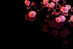 Flower blossom background. Pink bloom on black mirror surface.