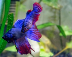 a pair of bettas fish in mating face