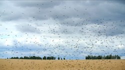 Locusts swarm get down on a wheat field.  Invasion 