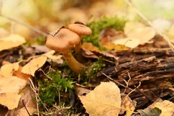 Wild forest sawdust mushrooms on a tree, green moss, leaf background. edible mushroom artillery or honeydew