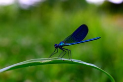 Here we have a macro photography of a wonderful dragonfly on a grass string. It's a blue one and these insects live near rivers. 
