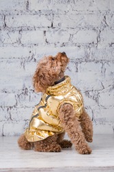 Small funny dog of brown color with curly hair of toy poodle breed posing in clothes for dogs. Subject accessories and fashionable outfits for pets. Stylish overalls, suit for cold weather for animal.