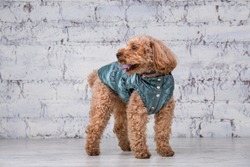 Small funny dog of brown color with curly hair of toy poodle breed posing in clothes for dogs. Subject accessories and fashionable outfits for pets. Stylish overalls, suit for cold weather for animal.