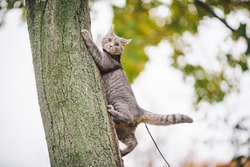 Male cat domestic gray wool stripes young good shape,dressed cat leash harness climbs a tree for hunting bird,attentive focused look and claws are visible, close-up on the outside bright daylight.
