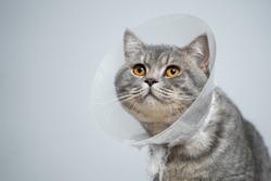 Plastic protective collar for animal on cat of British breed posing in studio. Recovery collar method of preventing animals from aggravating healing wound. Portrait scottish cat in veterinary collar.