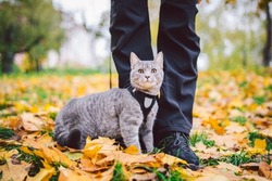Adventures of a gray cat on a leash and his male owner in yellow leaves in the forest. Legs of a cat owner and a pet in a sled on a walk in nature in autumn. Cat wearing harness outdoors.