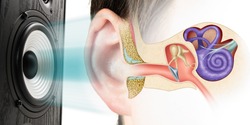 Sound speaker and structure of the human ear. Influence of loud sound on hearing.