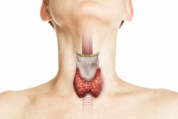 Human anatomy. Thyroid gland in human body on white. Thyroid control. 