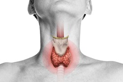 Human anatomy. Thyroid gland in human body on white. Thyroid control.