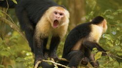 Capuchin-kaapori
A species of primate of the family of prehensile-tailed monkeys found in South America.