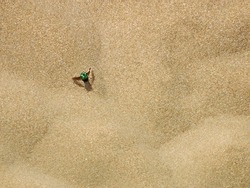 Sand, sand texture, sand texture, download photo, background, background, beach, green beetle (Cetoniinae) on sand