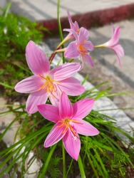 This image contains ine of the most beautiful flower lily 