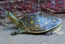 Herman's Tortoise turtle outdoor photoshoot 
