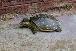 Herman's Tortoise turtle photoshoot outdoor
