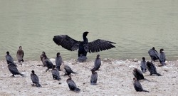A great cormorant (Phalacrocorax carbo) drying his wings among a flock of pigmy cormorants