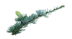A twig of Atlantic cedar (Cedrus atlantica) with an immature cone