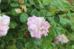 Pink rosehip blooming in June