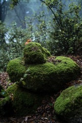 mound of rounded and stacked rocks covered in moss with ground covered in autumn leaves and morning light creeping between the leaves and logs with dense fog, tagamanent catalonia spain