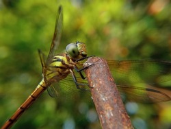 Dragonfly. Beautiful dragonfly in the nature habitat. The dragonfly is hunting. Macro shots of a dragonfly.