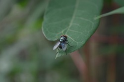 a fly hovers on a cassava leaf